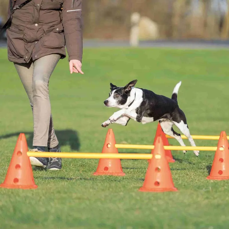 Trixie Dog Activity Obstacles, set 3 pcs., diam. 23 x 30 cm, 78 cm, orange & yellow