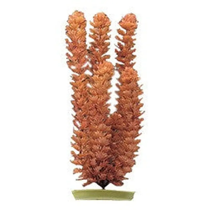Aquascaper Foxtail Medium 8in Pp810