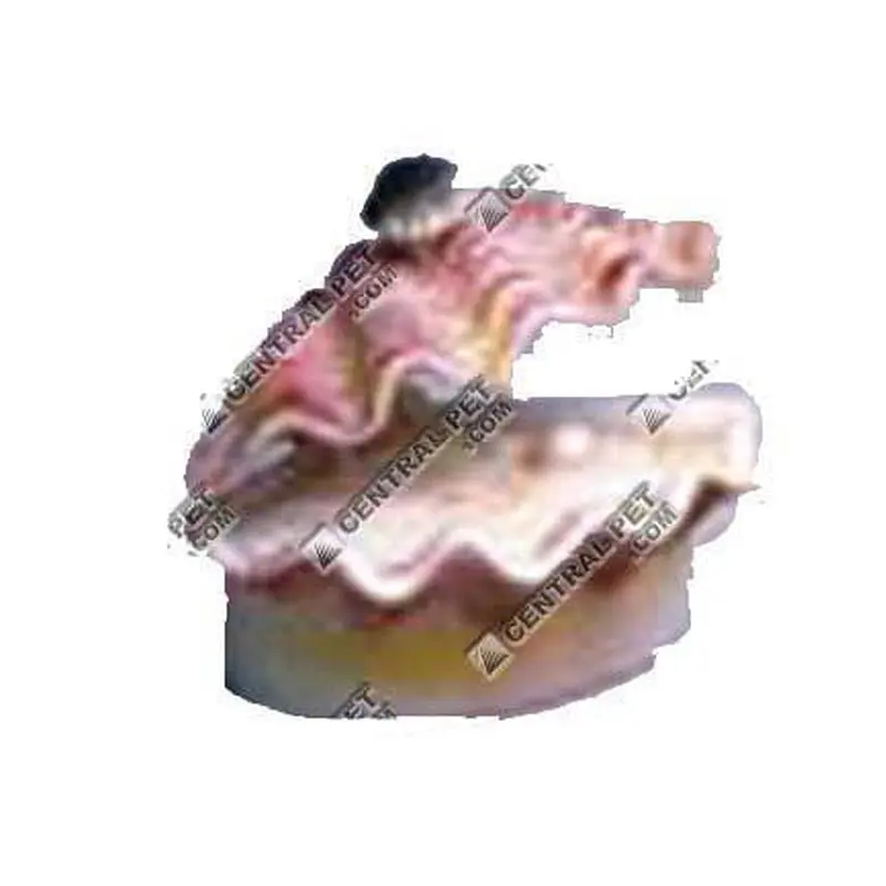 Penn-Plax Tropical Clam Air Aquarium Ornament White, Pink