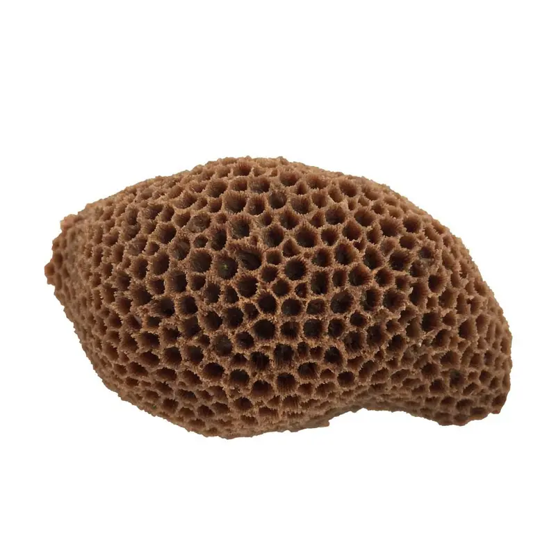 Weco South Pacific Coral Brain Ornament Brown MD